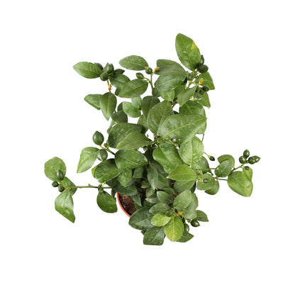  Citronnier, 1/4 Tige - Pot 4/5L