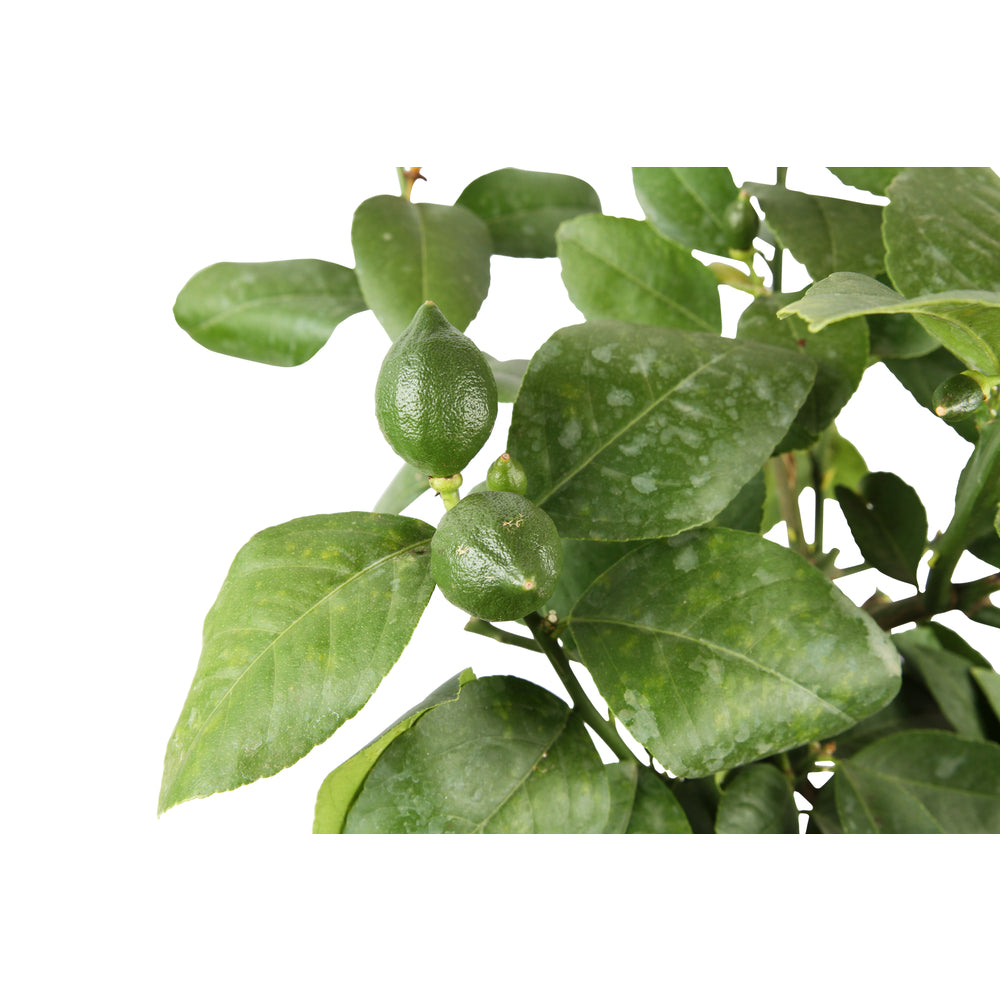  Citronnier, 1/4 Tige - Pot 4/5L