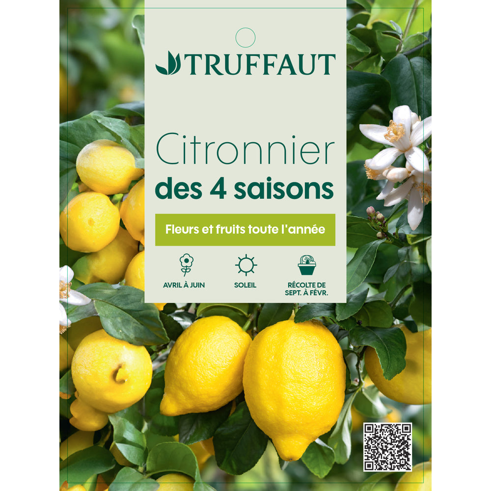  Citronnier, 1/4 Tige - Pot 4/5L