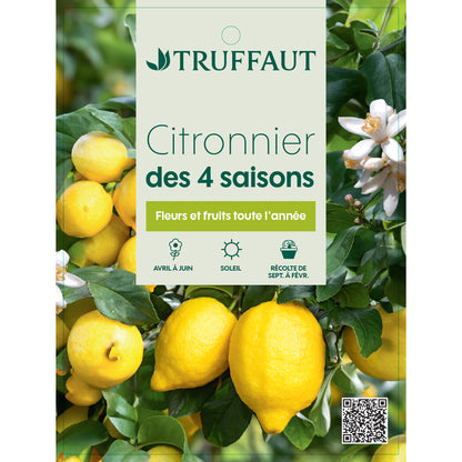  Citronnier, 1/4 Tige - Pot 4/5L