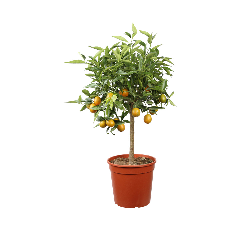  Kumquat, 1/4 Tige - Pot 4/5L