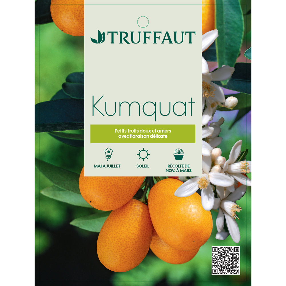  Kumquat, 1/4 Tige - Pot 4/5L