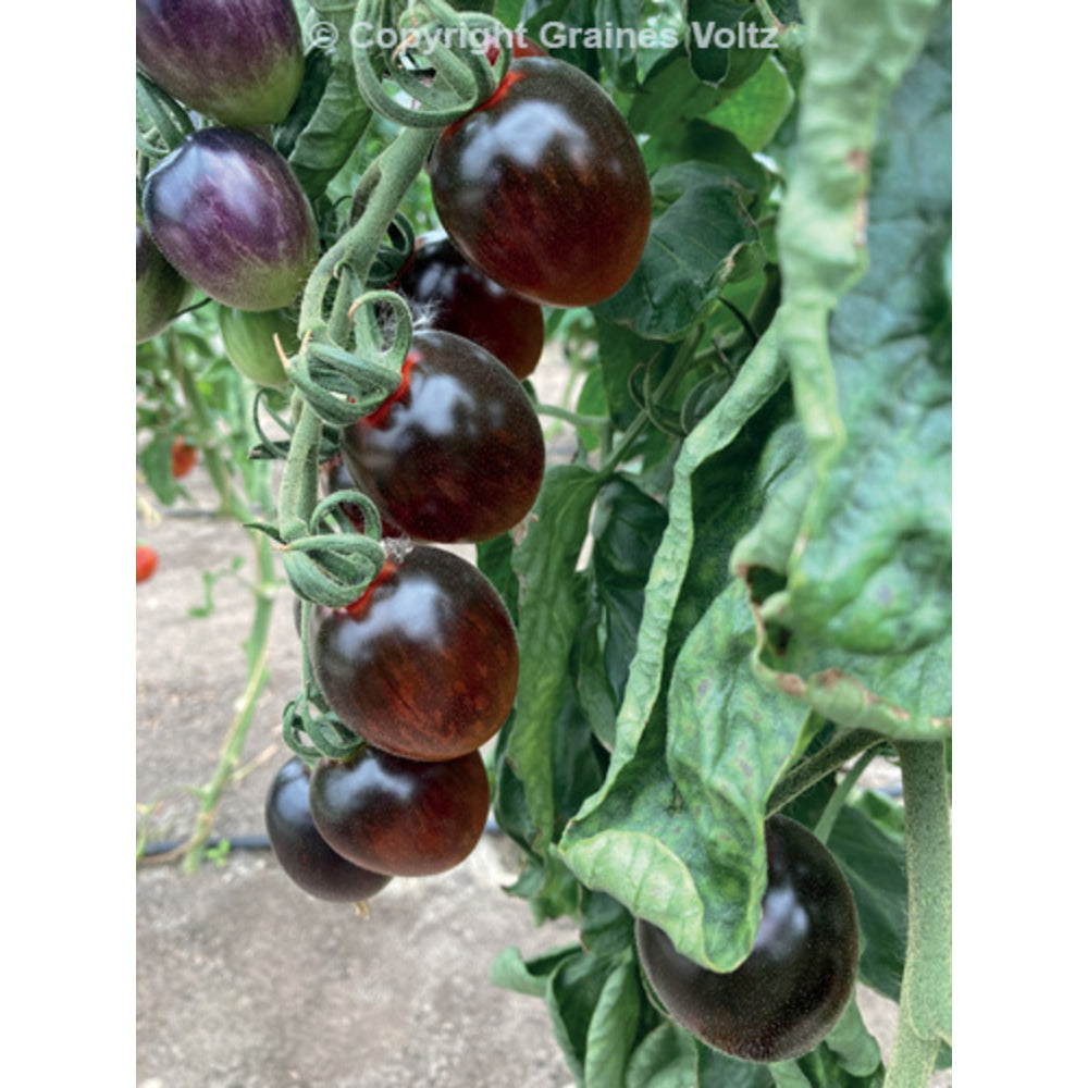  Tomate 'Black Moon F1' : Pot 0.5L
