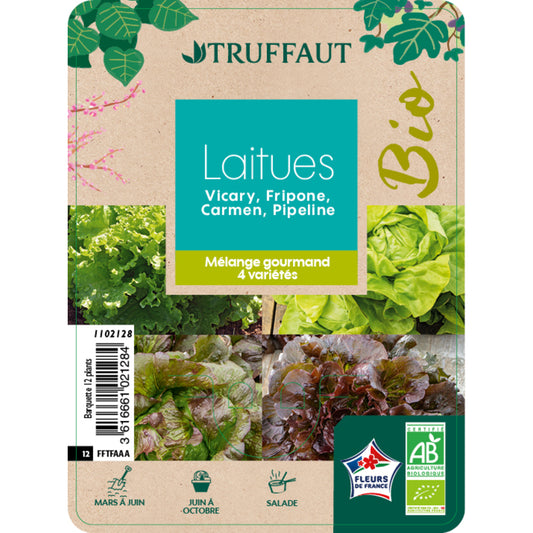  Assortiment De Laitues - Barquette 12 Plants