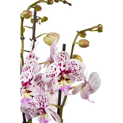  Orchidée Phalaenopsis Mix 3 Tiges : Pot De D.12cm - H.55/65cm