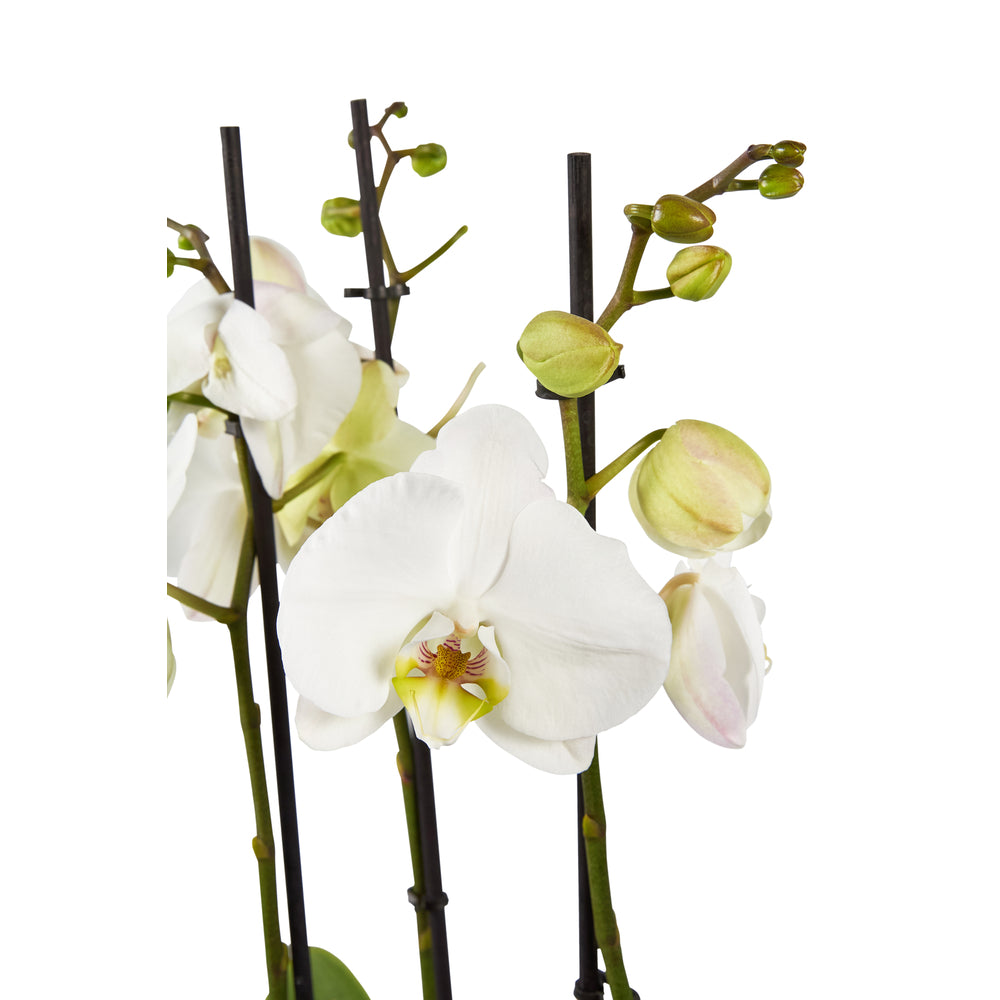  Orchidée Phalaenopsis Mix 3 Tiges : Pot De D.12cm - H.55/65cm
