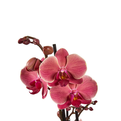  Orchidée Phalaenopsis Mix 3 Tiges : Pot De D.12cm - H.55/65cm
