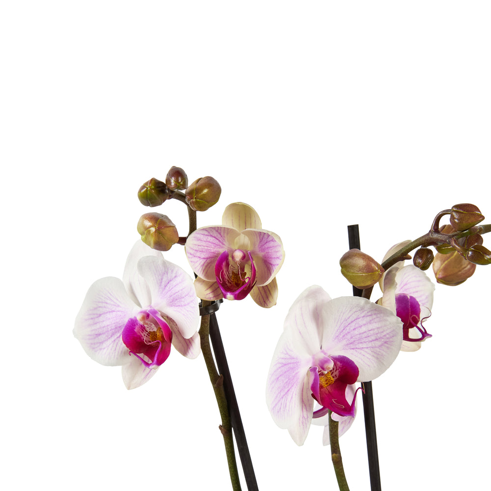  Orchidée Phalaenopsis Mix 3 Tiges : Pot De D.12cm - H.55/65cm