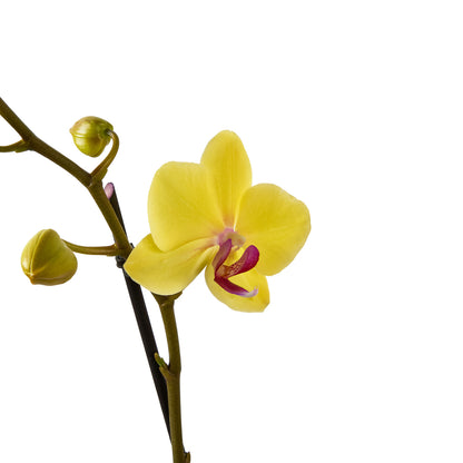  Orchidée Phalaenopsis Mix 3 Tiges : Pot De D.12cm - H.55/65cm