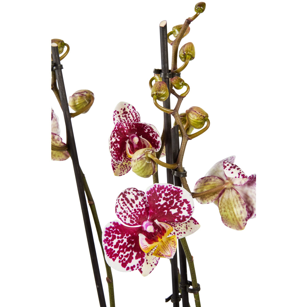  Orchidée Phalaenopsis Mix 3 Tiges : Pot De D.12cm - H.55/65cm