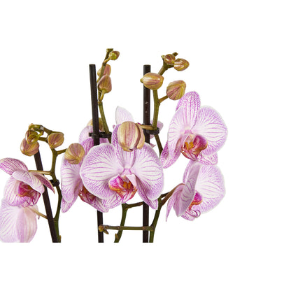  Orchidée Phalaenopsis Mix 3 Tiges : Pot De D.12cm - H.55/65cm