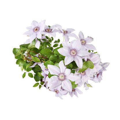  Clematite Evison, Coloris Variables : Pot De 5L