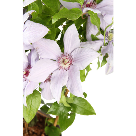  Clematite Evison, Coloris Variables : Pot De 5L