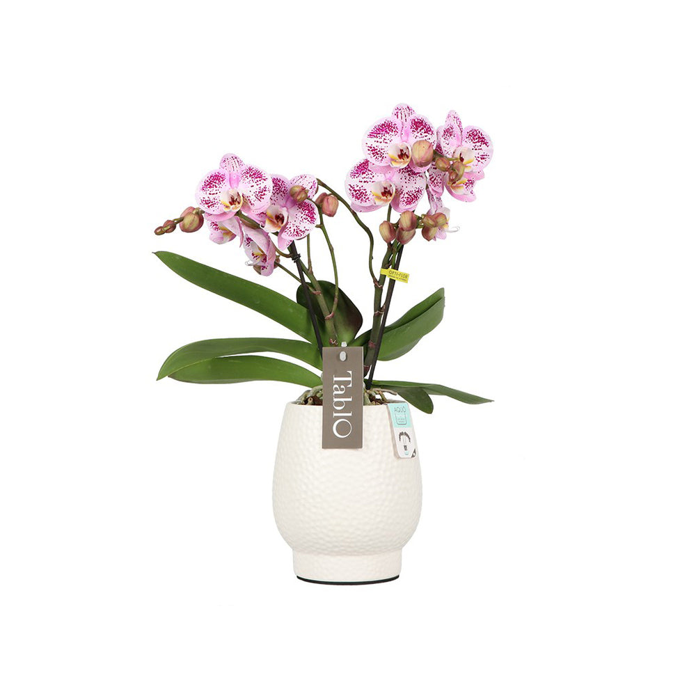  Orchidée, Phalaeonopsis 'Tablo' 2 Tiges : Pot Blanc D.12cm