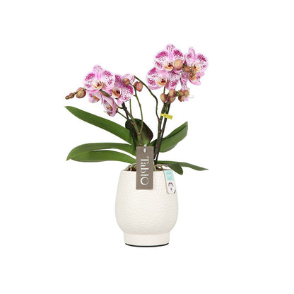  Orchidée, Phalaeonopsis 'Tablo' 2 Tiges : Pot Blanc D.12cm