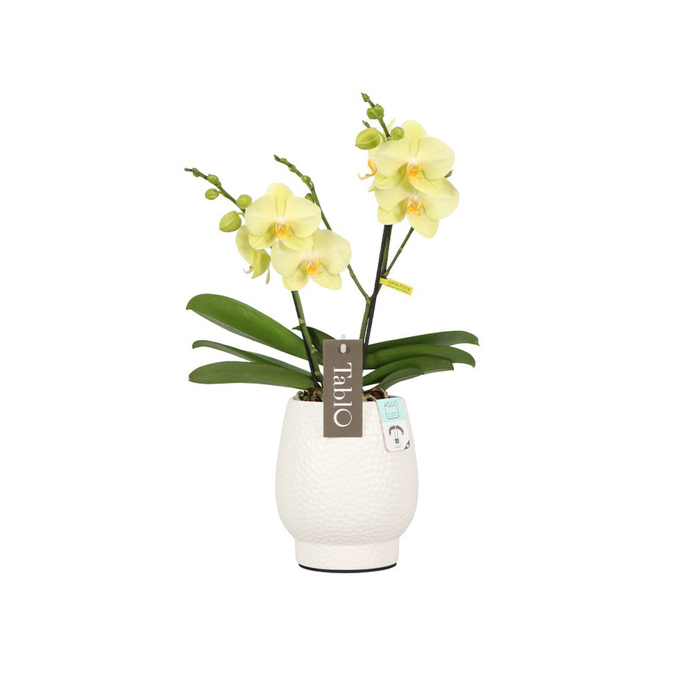  Orchidée, Phalaeonopsis 'Tablo' 2 Tiges : Pot Blanc D.12cm