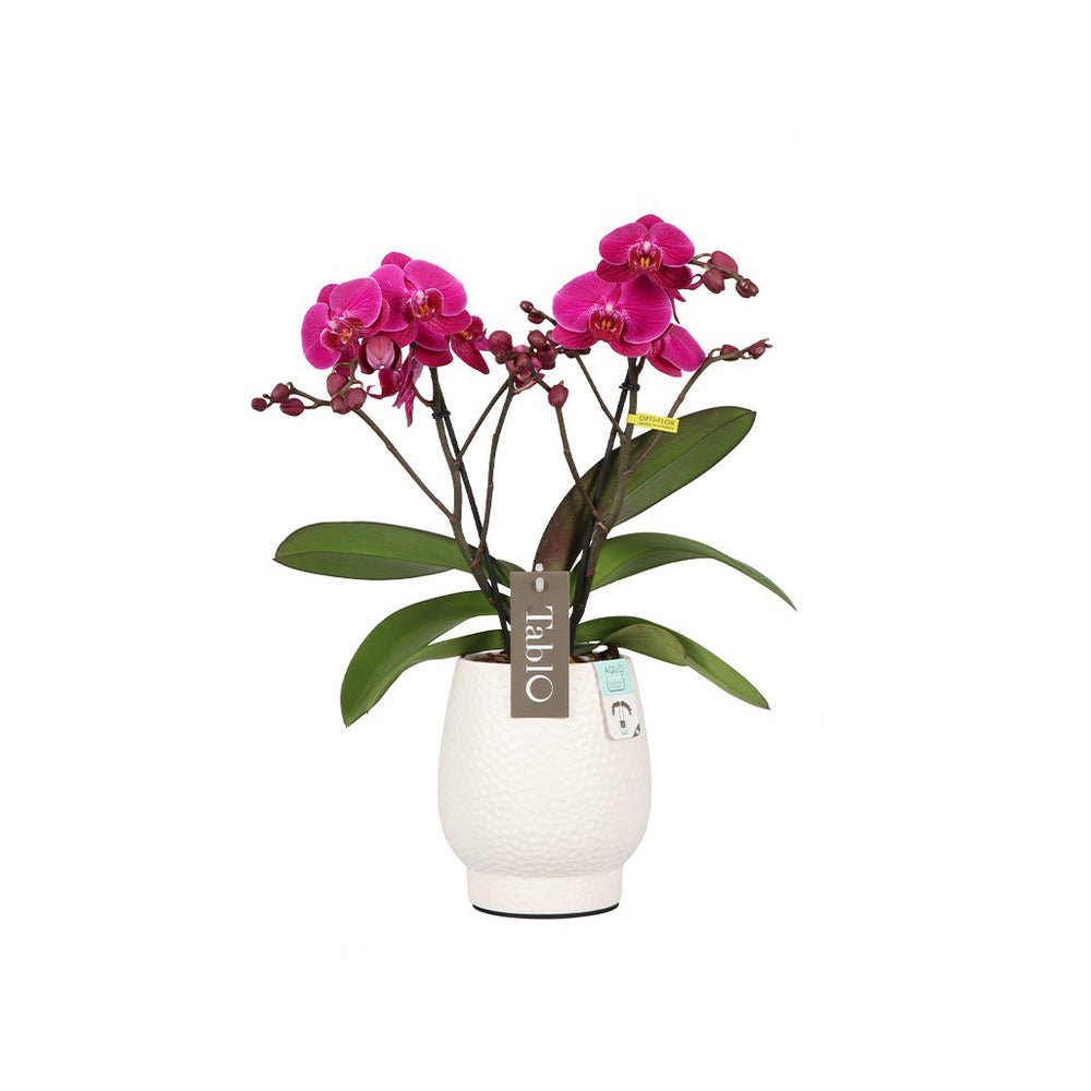  Orchidée, Phalaeonopsis 'Tablo' 2 Tiges : Pot Blanc D.12cm