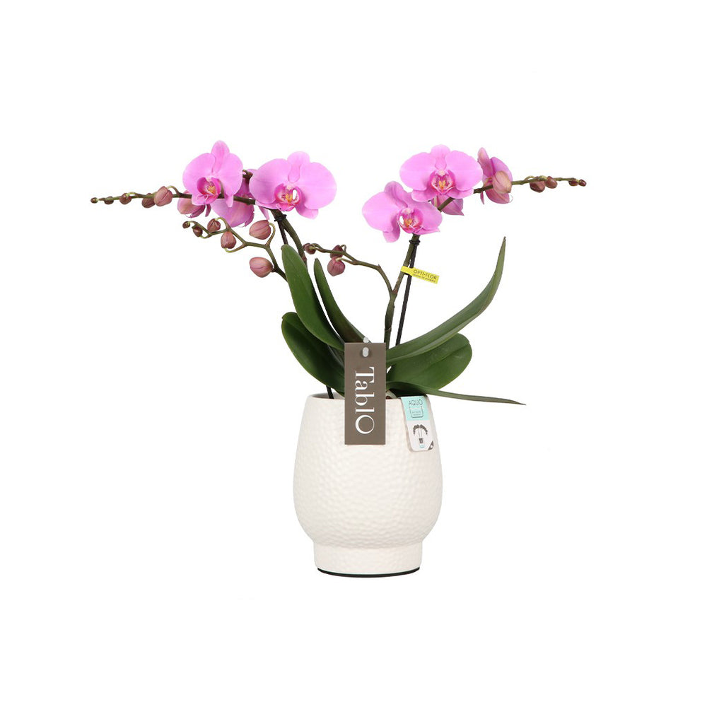  Orchidée, Phalaeonopsis 'Tablo' 2 Tiges : Pot Blanc D.12cm