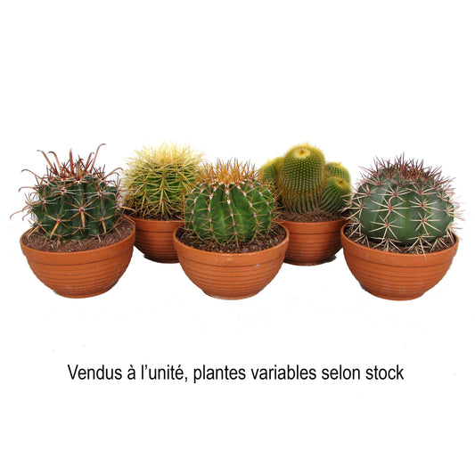  Cactus Canari, Variétés Variables : Pot En Terre Cuite De D.17cm