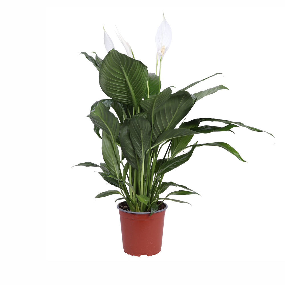  Spathiphyllum 'Bingo Cupido' - Pot 17cm