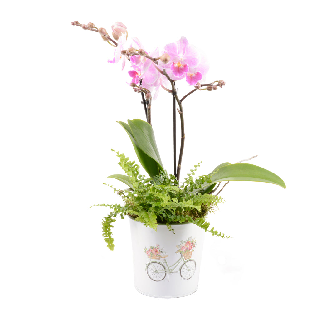  Composition Orchidées Kolibri : Pot Décoratif D.12,5xH.45cm