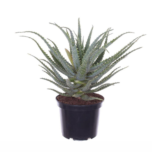  Aloe Arborescens H.50cm : Pot D.19cm
