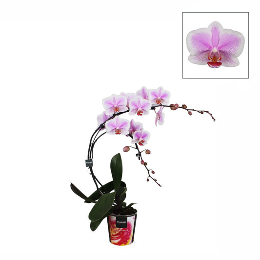  Phalaenopsis 'Boemerang' Hauteur 50 Cm, Coloris Variables - Pot D.12cm