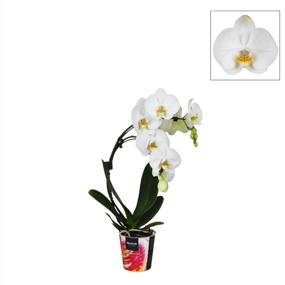  Phalaenopsis 'Boemerang' Hauteur 50 Cm, Coloris Variables - Pot D.12cm