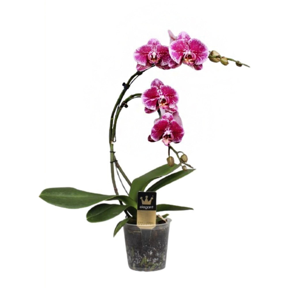  Phalaenopsis 'Boemerang' Hauteur 50 Cm, Coloris Variables - Pot D.12cm