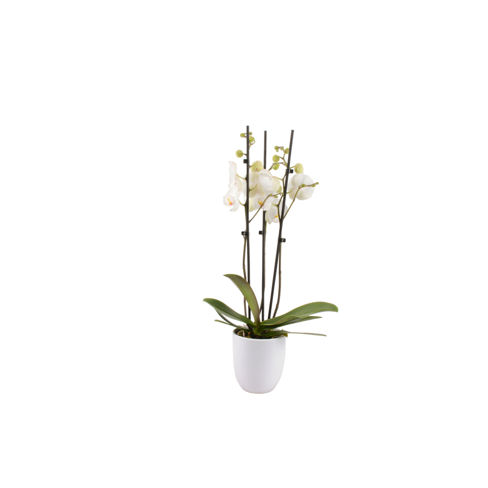  Phalaenopsis Rose/blanc, Coloris Variés H.65cm, 3 Tiges - Coupe D.13cm