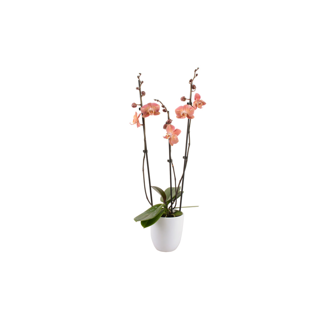  Phalaenopsis Rose/blanc, Coloris Variés H.65cm, 3 Tiges - Coupe D.13cm