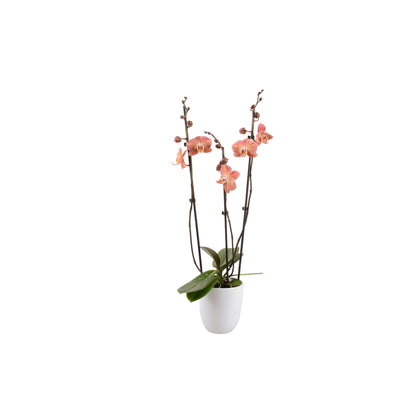  Phalaenopsis Rose/blanc, Coloris Variés H.65cm, 3 Tiges - Coupe D.13cm