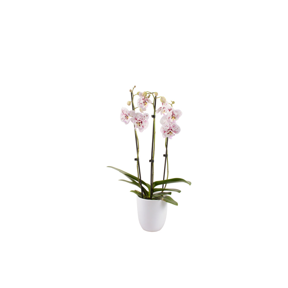  Phalaenopsis Rose/blanc, Coloris Variés H.65cm, 3 Tiges - Coupe D.13cm