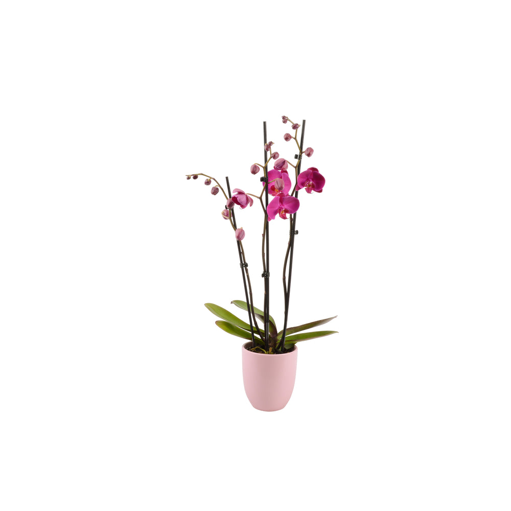  Phalaenopsis Rose/blanc, Coloris Variés H.65cm, 3 Tiges - Coupe D.13cm