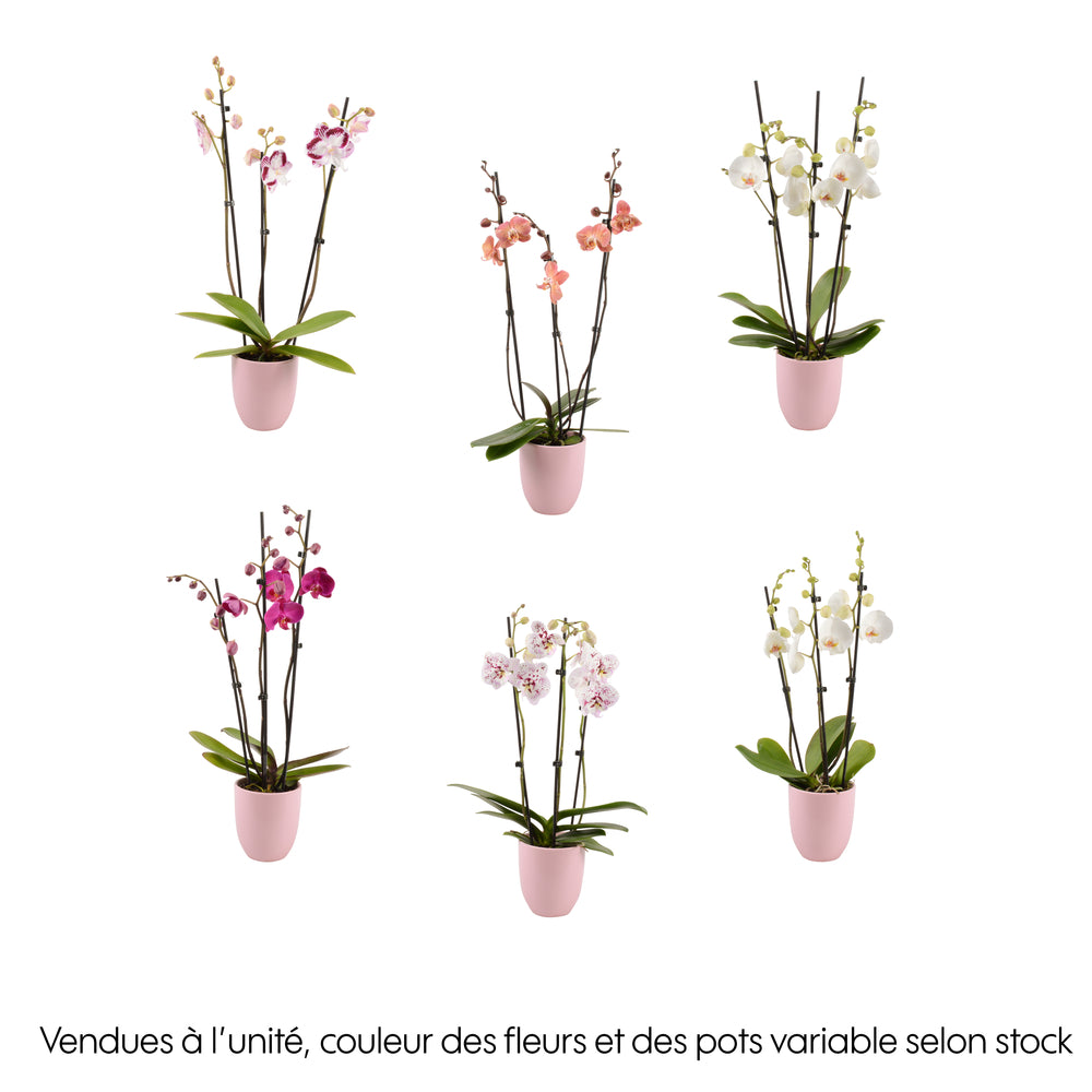  Phalaenopsis Rose/blanc, Coloris Variés H.65cm, 3 Tiges - Coupe D.13cm