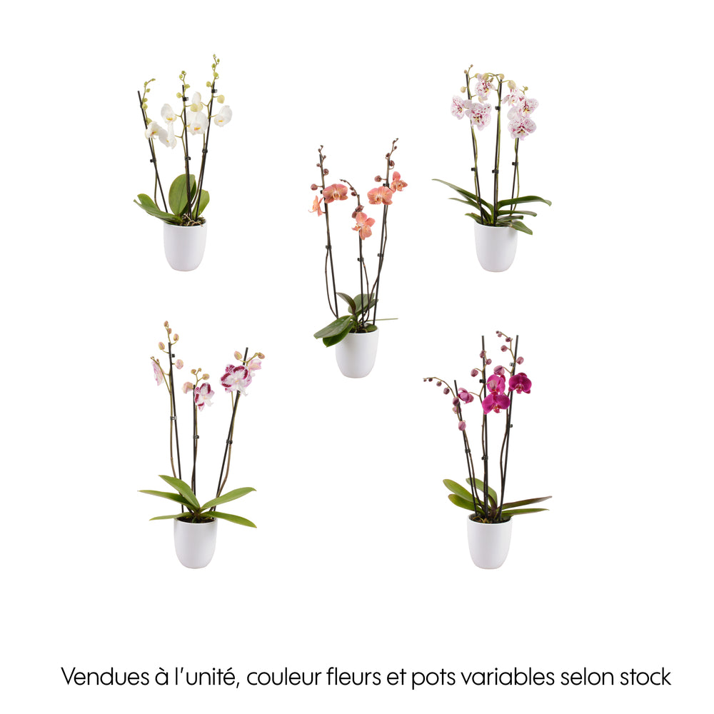  Phalaenopsis Rose/blanc, Coloris Variés H.65cm, 3 Tiges - Coupe D.13cm
