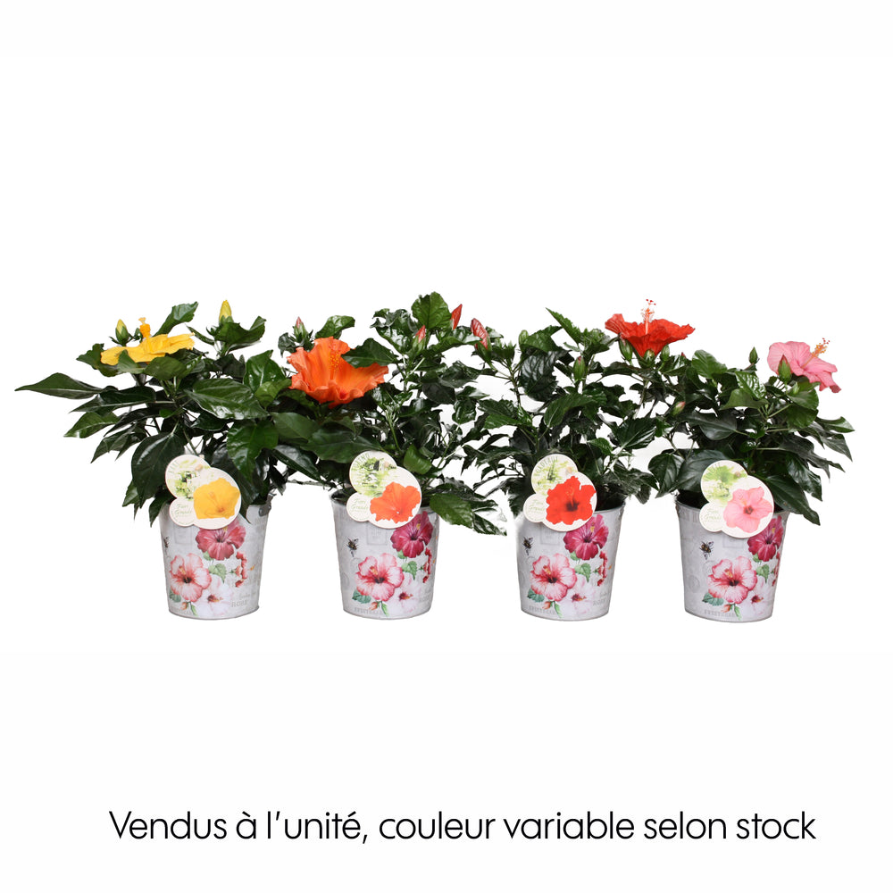  Hibiscus 'Fiori Grande', Coloris Variable : Pot En Zinc D.14cm