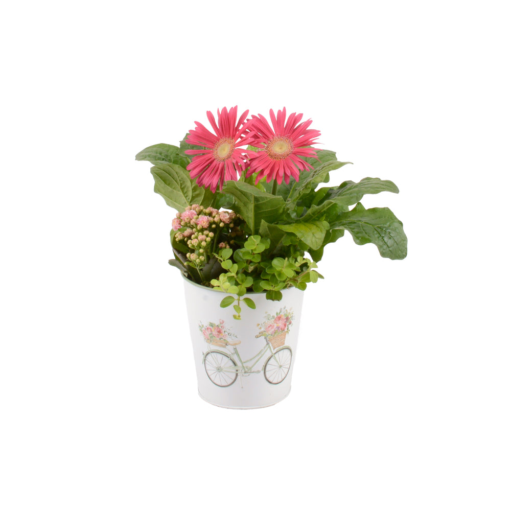  Composition "Merci", 1 Plante : Pot D.8cm
