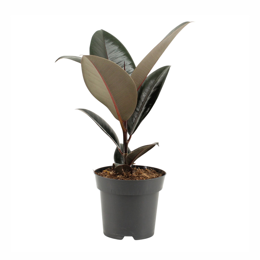  Ficus Elastica : Pot D.14cm