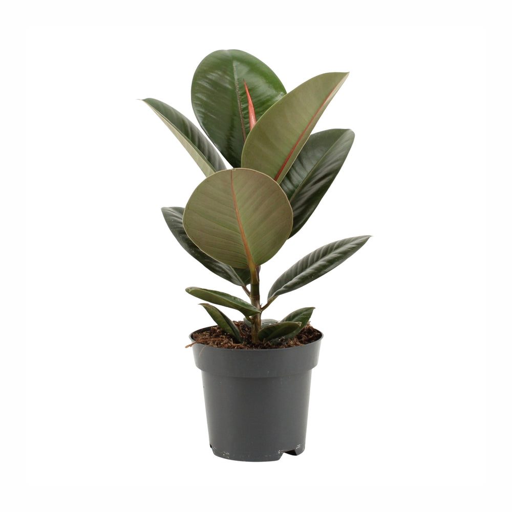  Ficus Elastica : Pot D.14cm