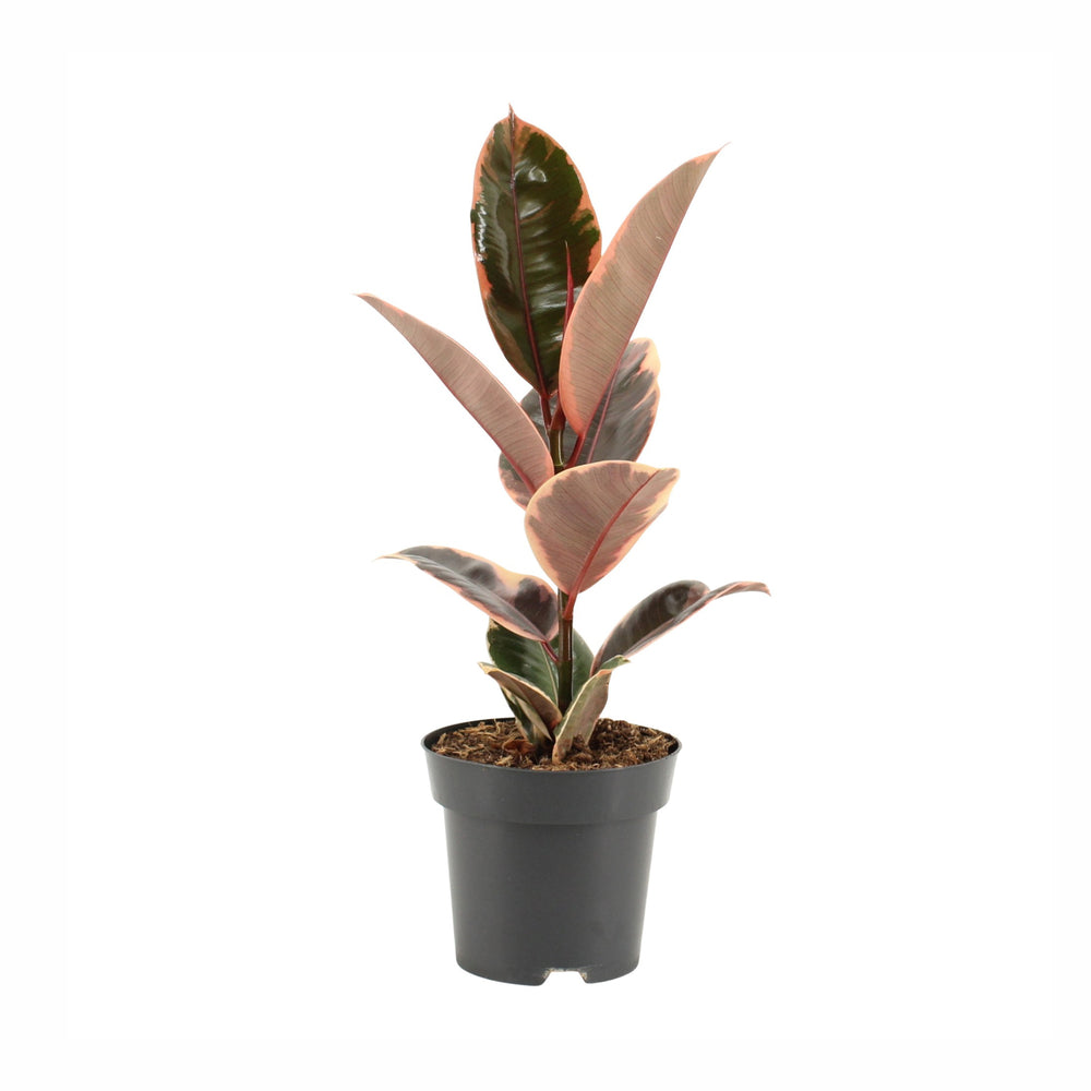  Ficus Elastica : Pot D.14cm