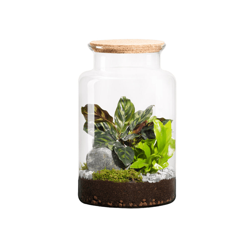  Terrarium Végétal D'intérieur, Jungle Classic Taille M : Mix H.30cm