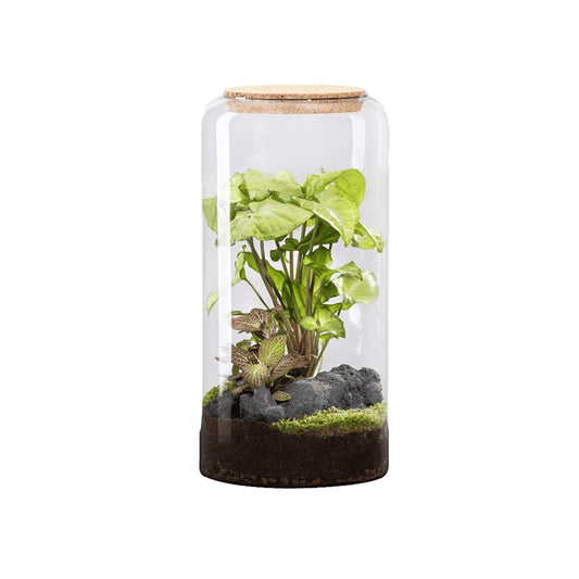  Terrarium Végétal D'intérieur, Mia Classic Taille L : Mix H.40cm