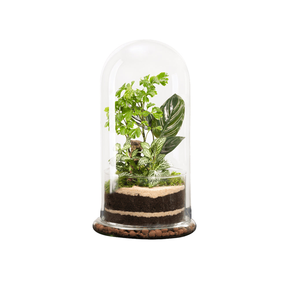  Terrarium Végétal D'intérieur, Spicy Taille L : Bao D.17cm