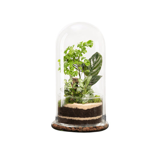  Terrarium Végétal D'intérieur, Spicy Taille L : Bao D.17cm