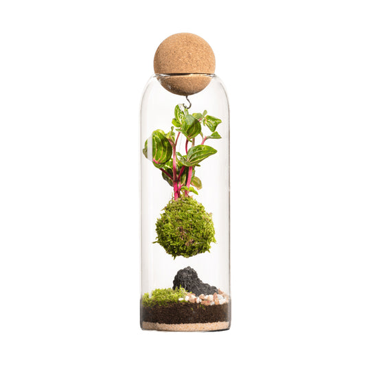  Terrarium Végétal D'intérieur, Niwa Taille L : Kokedama D.8 H.29cm