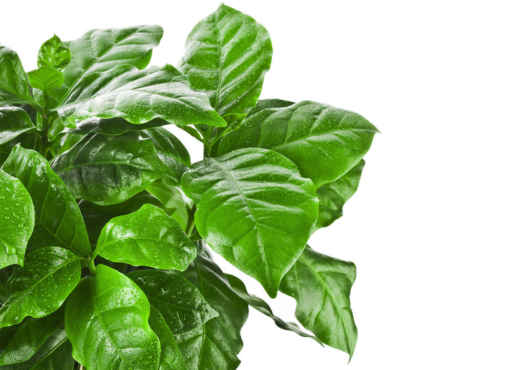  Coffea Arabica - Caféier - Plante D’intérieur - Dépolluante - 20-30 Cm De Haut - Pot 12 Cm