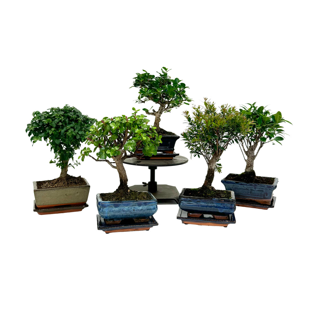  Bonsaï D'intérieur 6/7 Ans, Pot Avec Soucoupe
