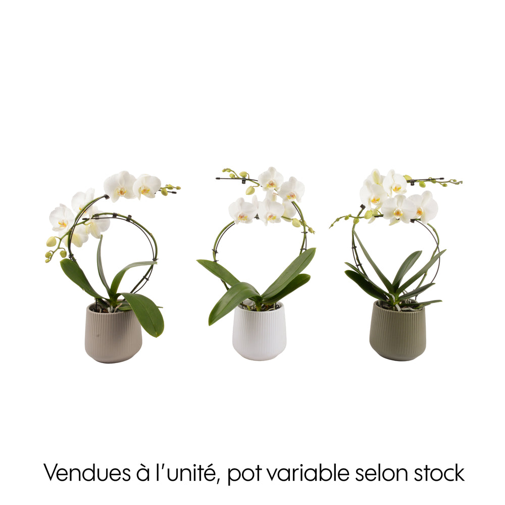  Orchidée, Phalaenopsis : Pot 'floris' D.14cm