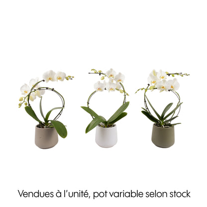  Orchidée, Phalaenopsis : Pot 'floris' D.14cm